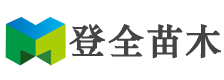 江苏苏州张家港法国冬青/珊瑚树种植基地_法国冬青价格_香橼树_法国冬青绿篱_法国冬青基地